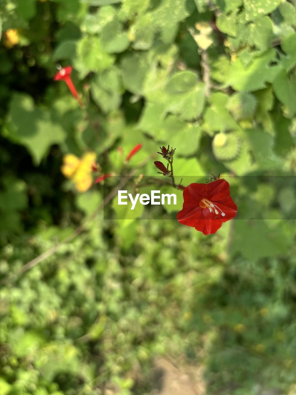 plant, flower, nature, red, beauty in nature, flowering plant, leaf, plant part, growth, green, wildflower, close-up, no people, freshness, fragility, day, outdoors, petal, flower head, focus on foreground, animal wildlife, insect, inflorescence, selective focus, sunlight