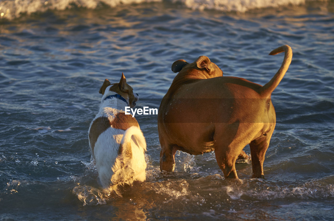 VIEW OF TWO DOGS ON SEA SHORE