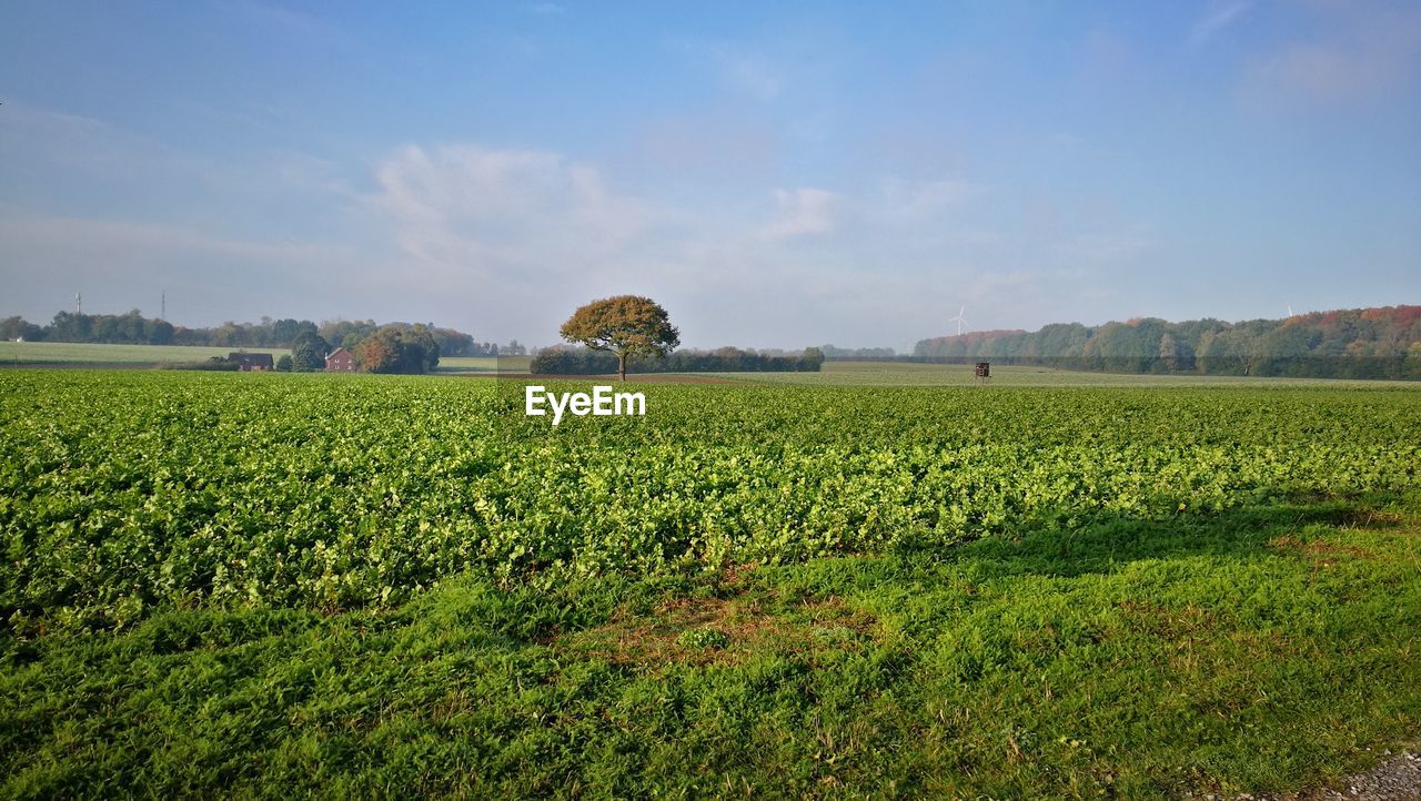 Scenic view of agricultural field against sky