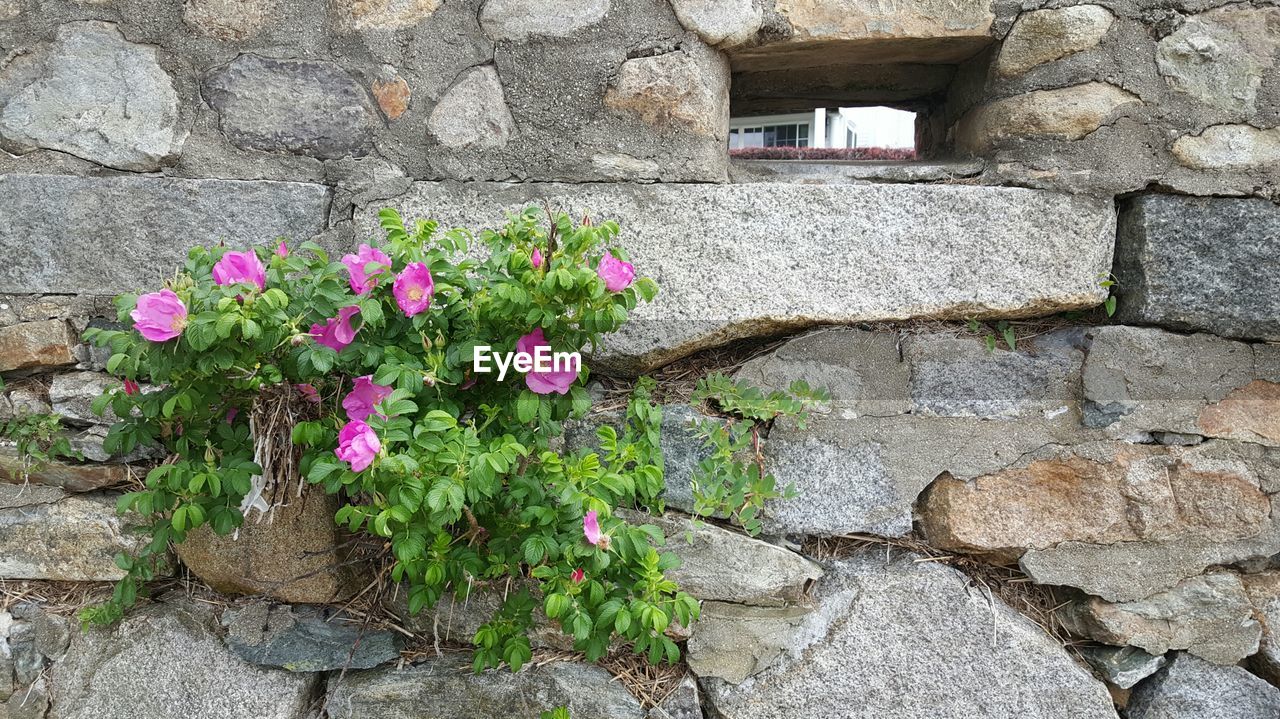 PLANT GROWING ON WALL