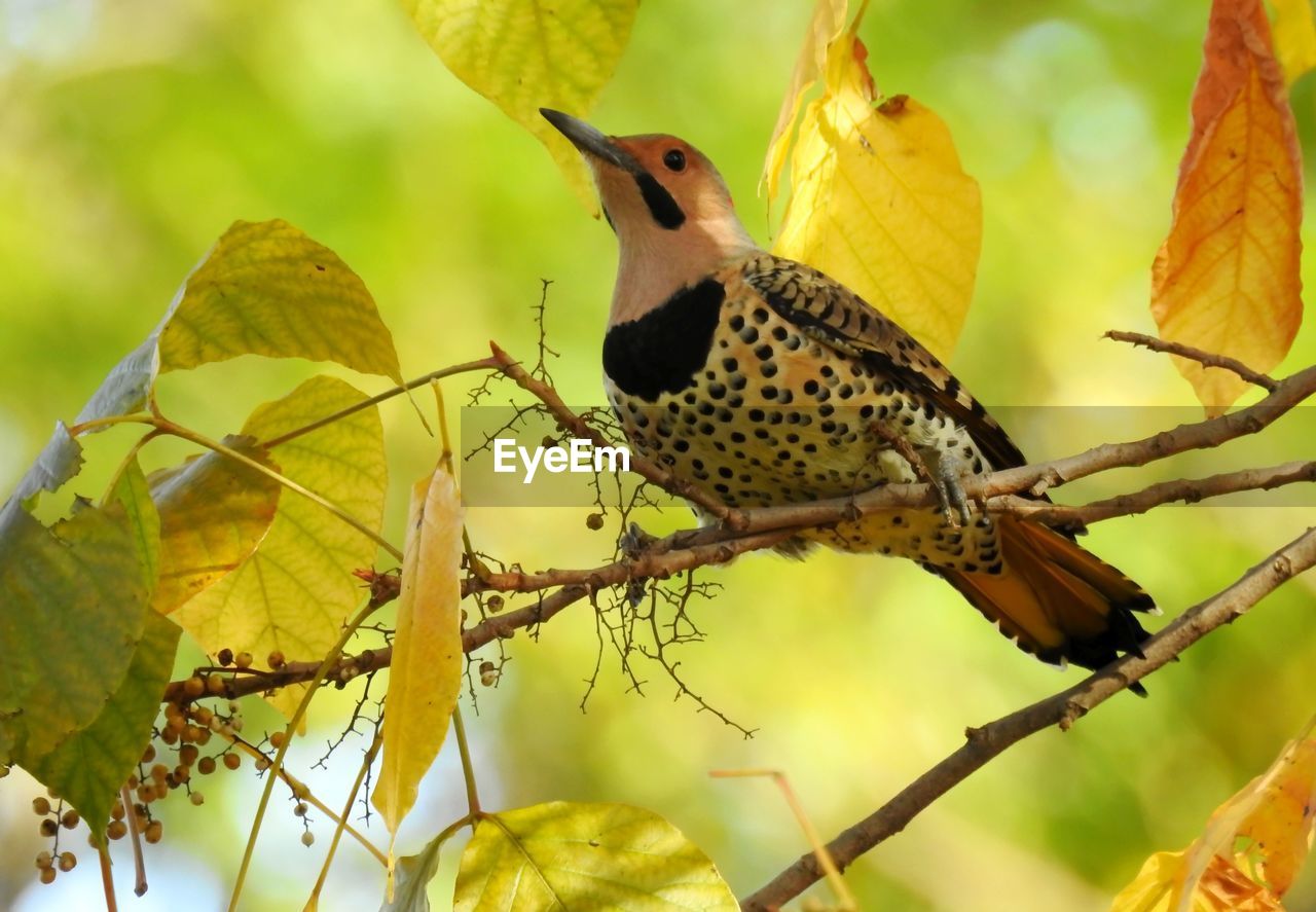 CLOSE-UP OF HUMMINGBIRD PERCHING ON BRANCH