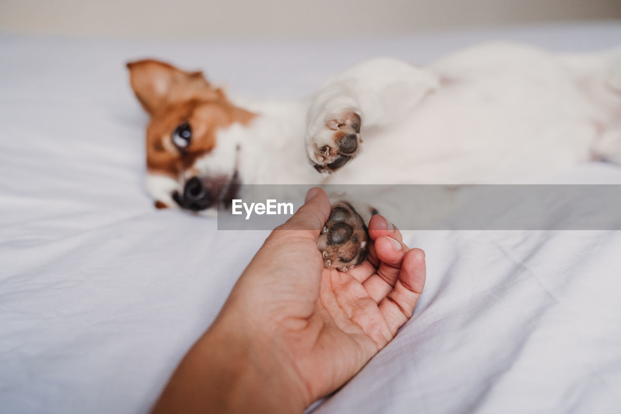 Cropped image of hand holding dog on bed