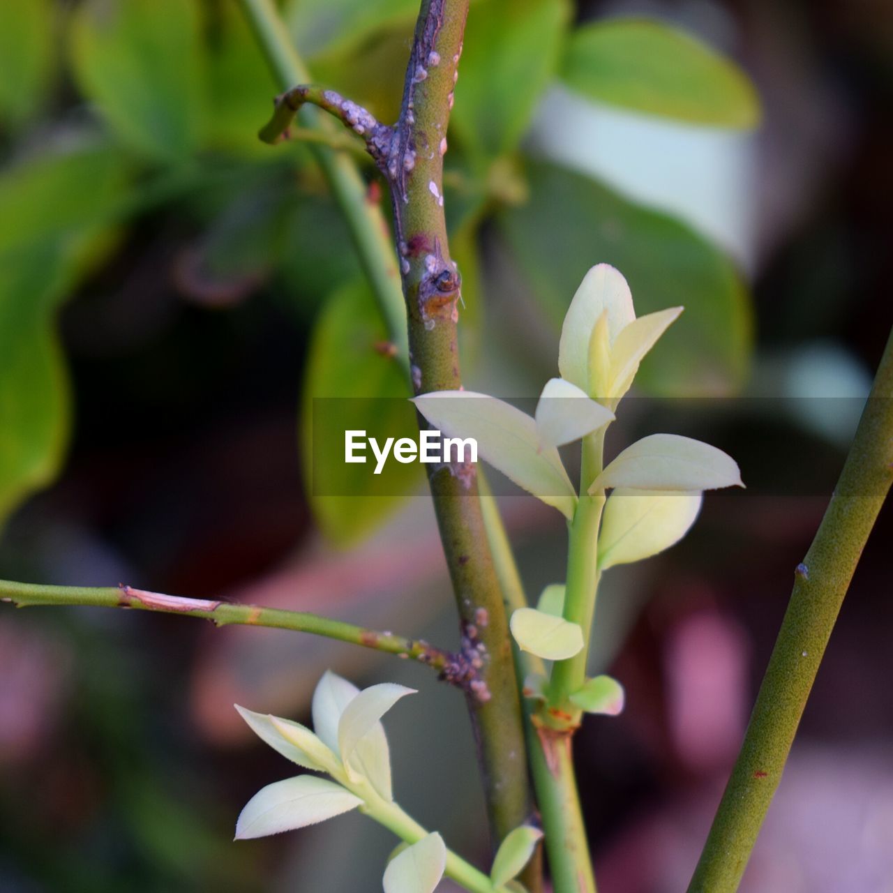 CLOSE-UP OF FLOWERS