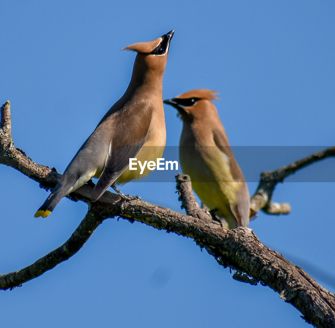 LOW ANGLE VIEW OF BIRDS PERCHING ON BRANCH AGAINST SKY