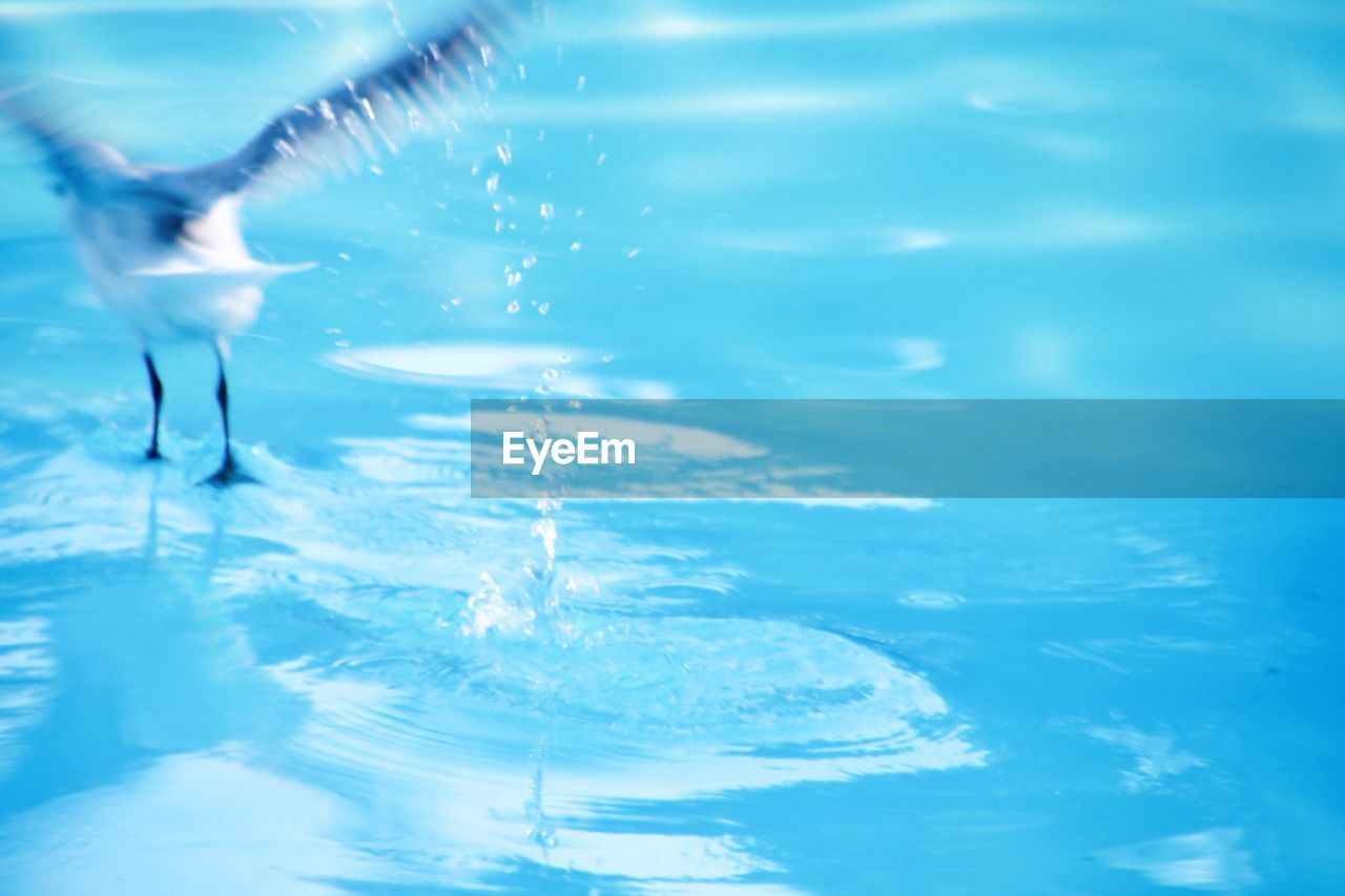 Close-up of bird splashing water in swimming pool
