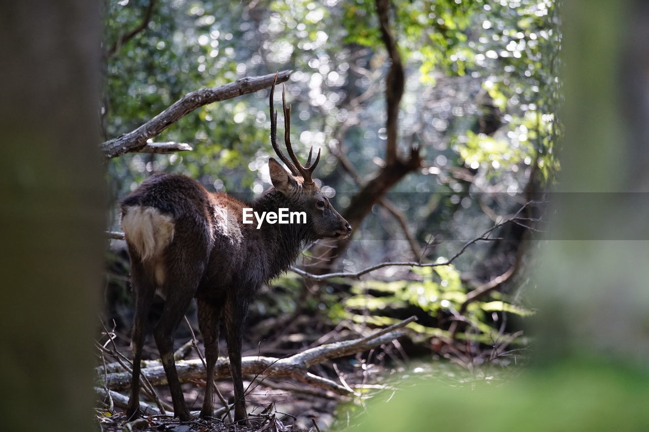 VIEW OF DEER IN FOREST