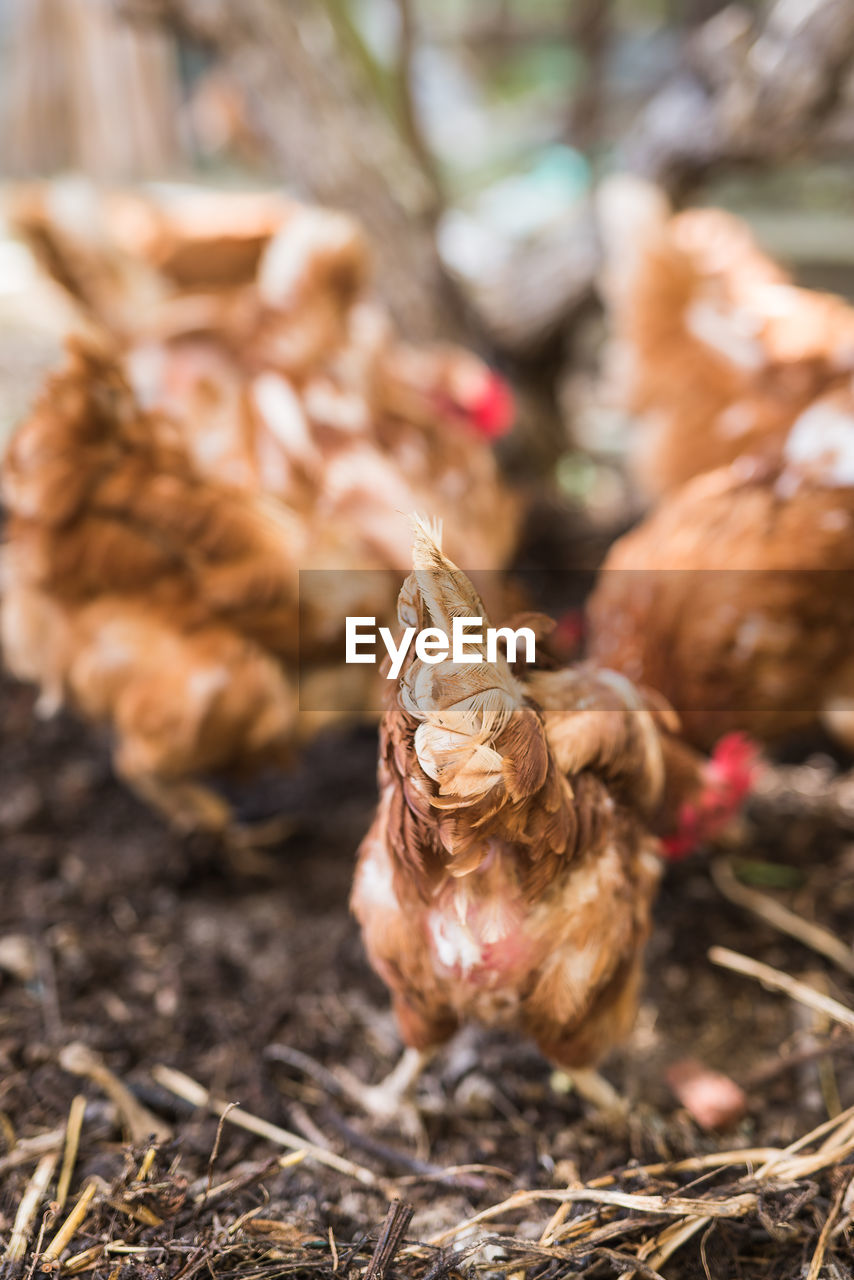 High angle view of chickens on field