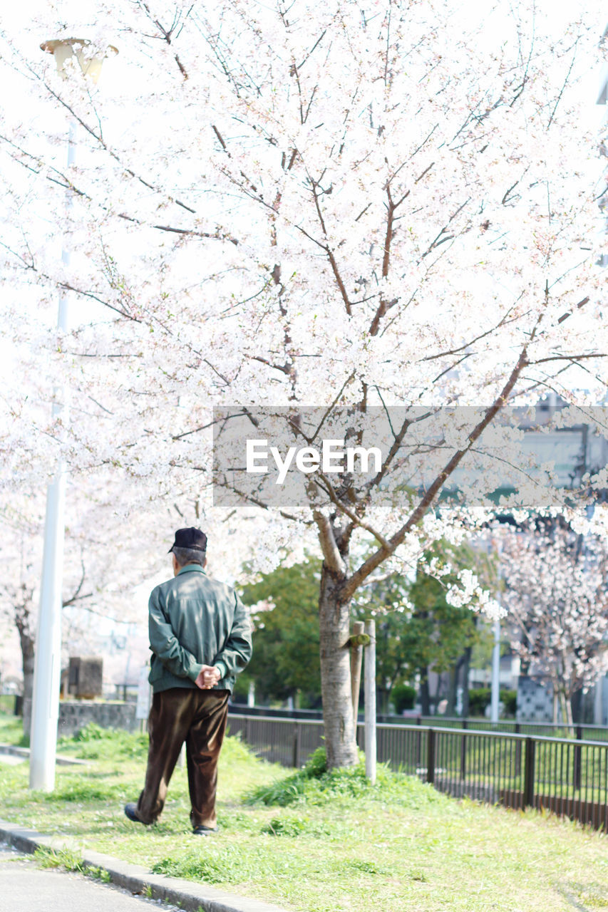 Full length rear view of man walking by cherry trees