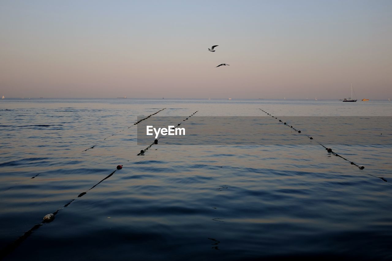 BIRDS FLYING OVER SEA