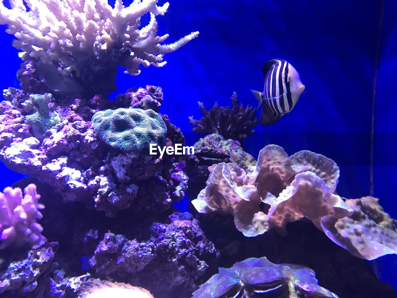 CLOSE-UP OF CORAL UNDERWATER