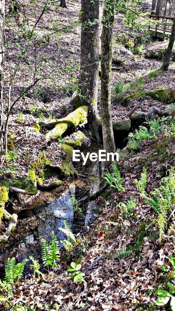 Trees growing in forest