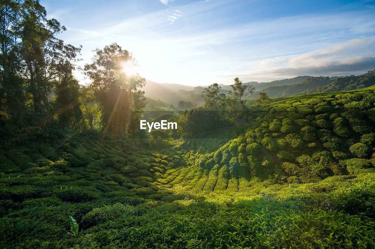 SCENIC VIEW OF TREES AGAINST SKY DURING SUNSET