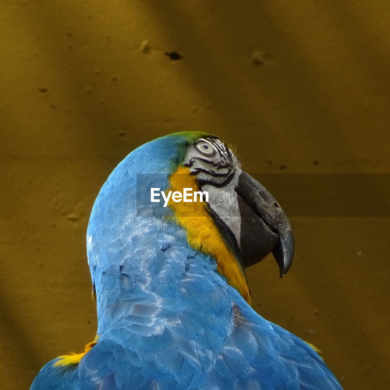 CLOSE-UP OF A BIRD AGAINST BLUE BACKGROUND