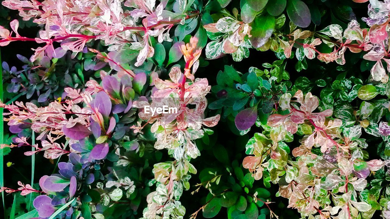 High angle view of multi colored leaves growing on plants