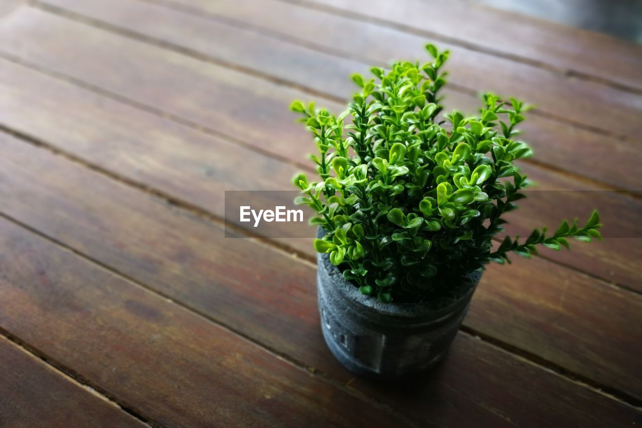 HIGH ANGLE VIEW OF POTTED PLANT