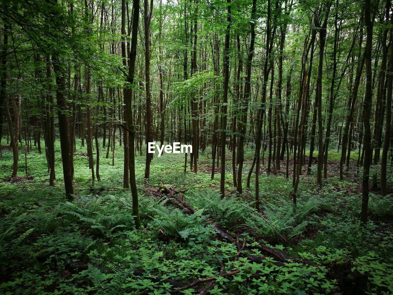 Trees in forest