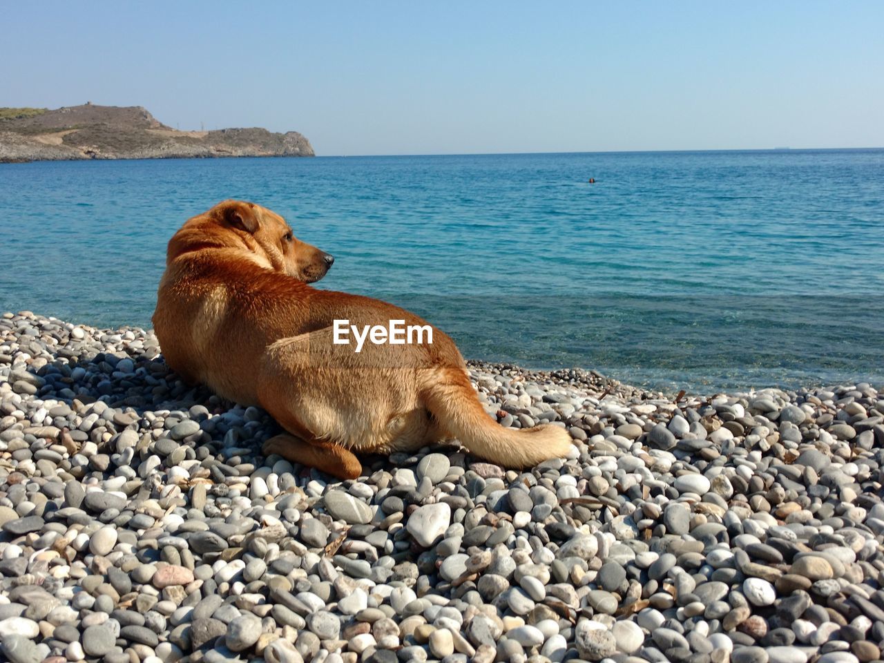 Dog resting on stones at beach against clear sky