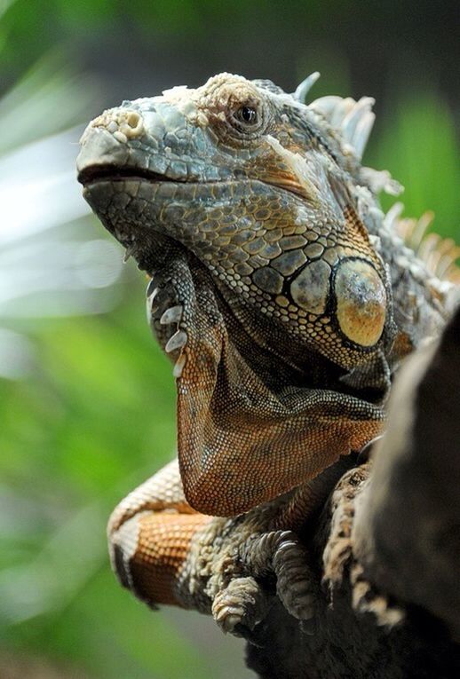 CLOSE-UP OF LIZARD ON WHITE SURFACE