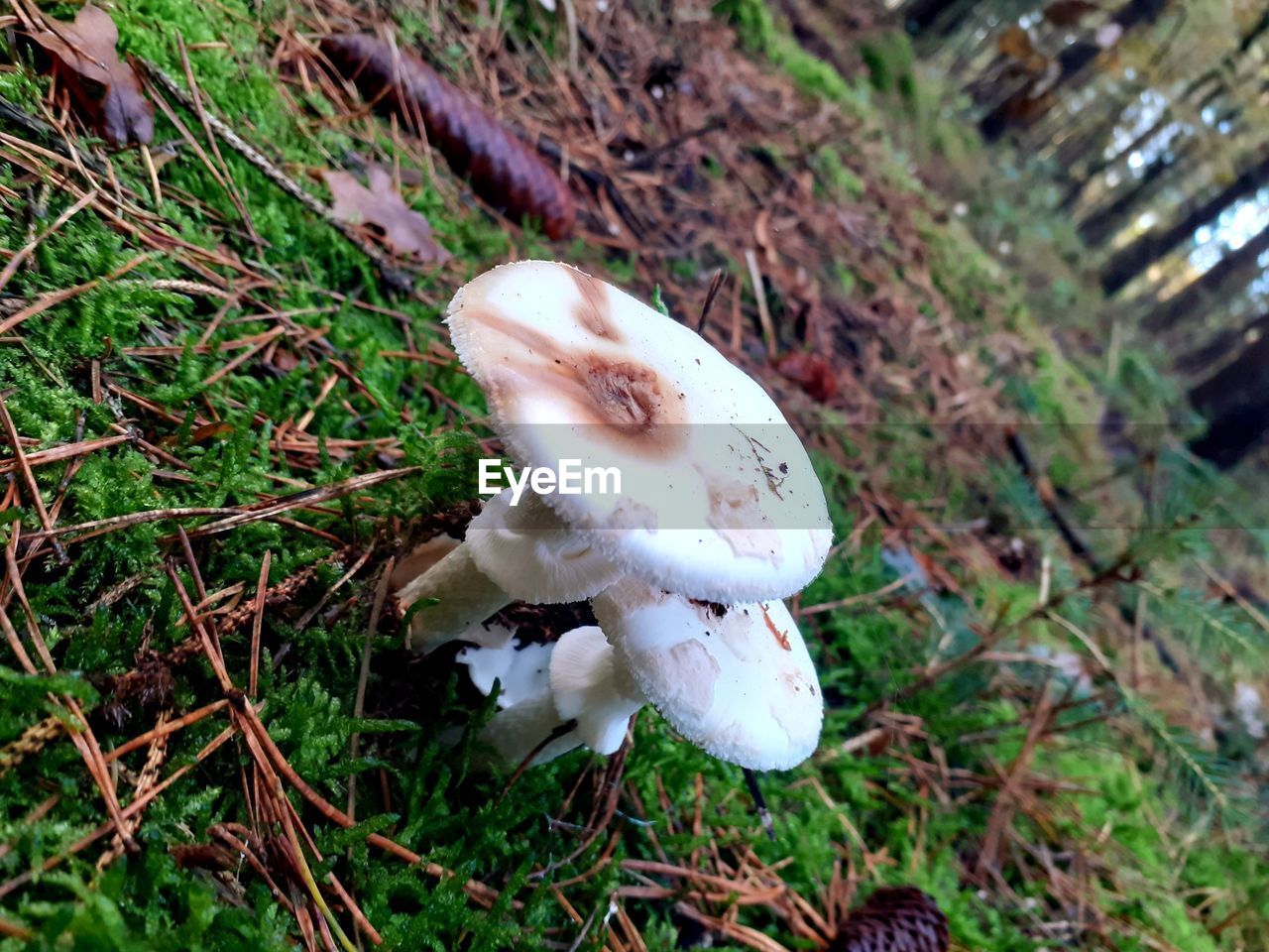 HIGH ANGLE VIEW OF WHITE MUSHROOMS
