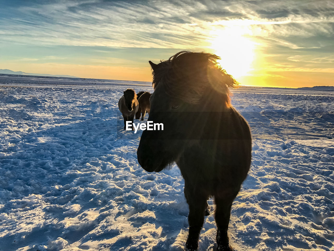 HORSE STANDING ON SNOW