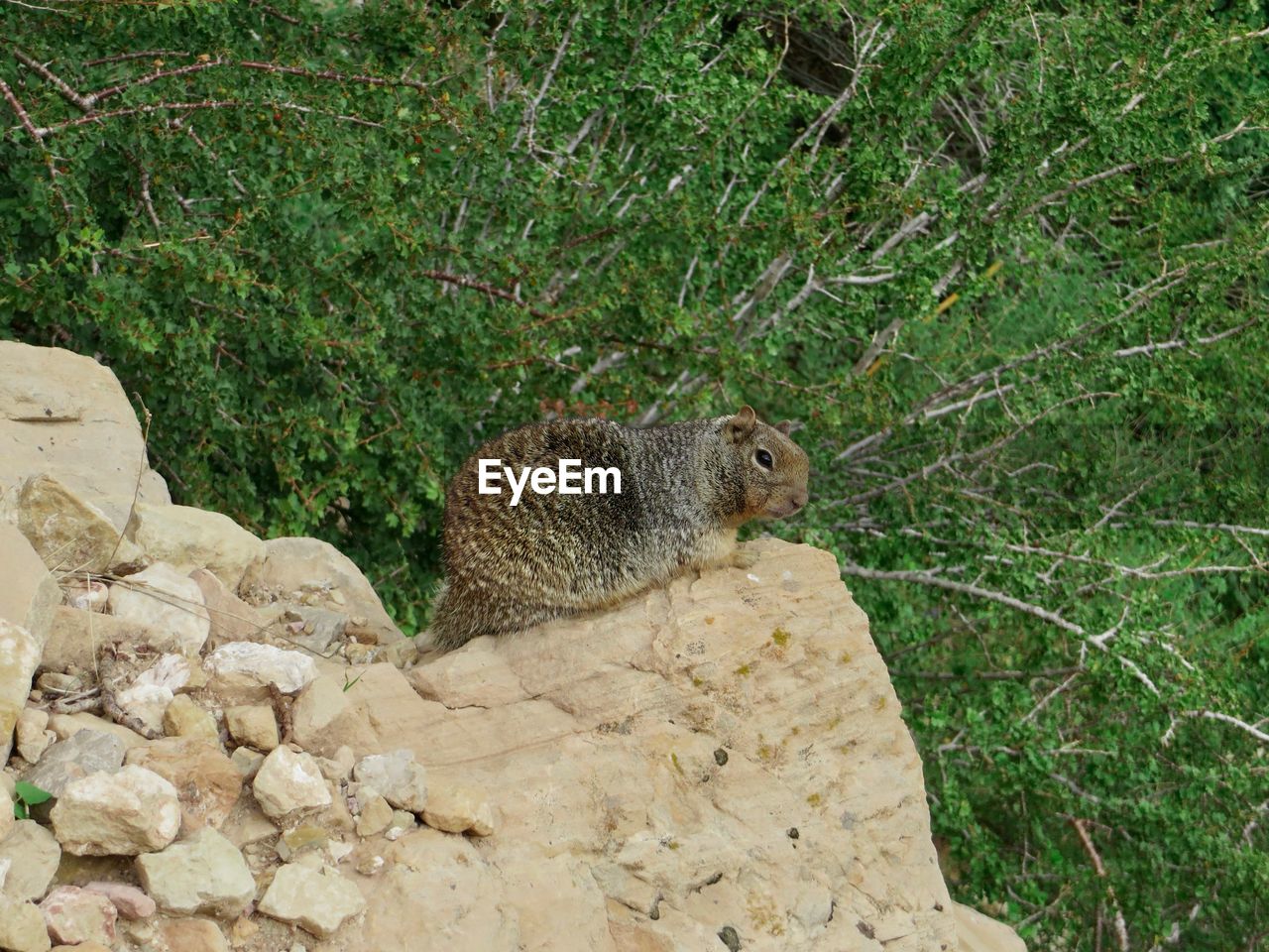 HIGH ANGLE VIEW OF SQUIRREL ON ROCKS