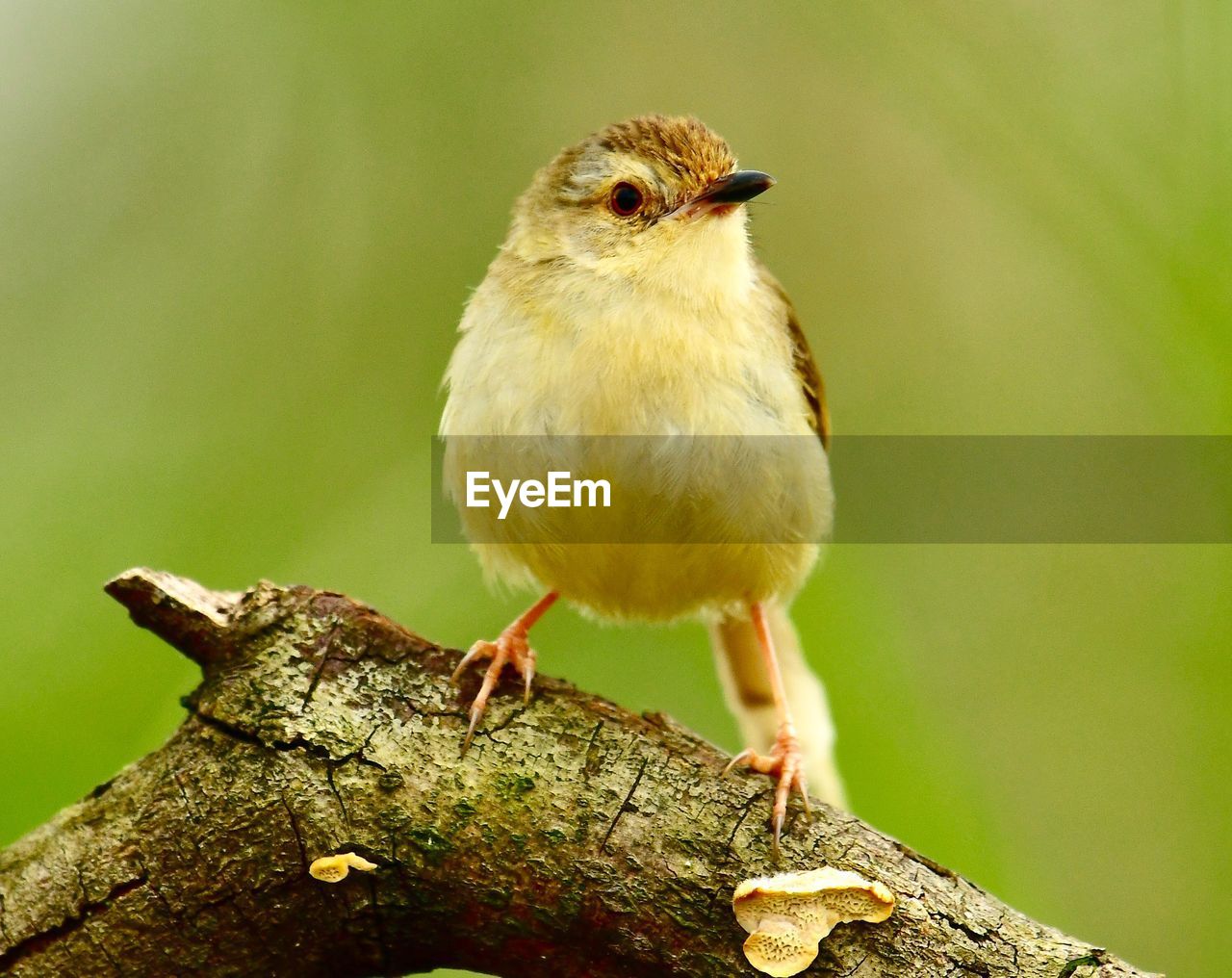 CLOSE-UP OF BIRD PERCHING ON PLANT