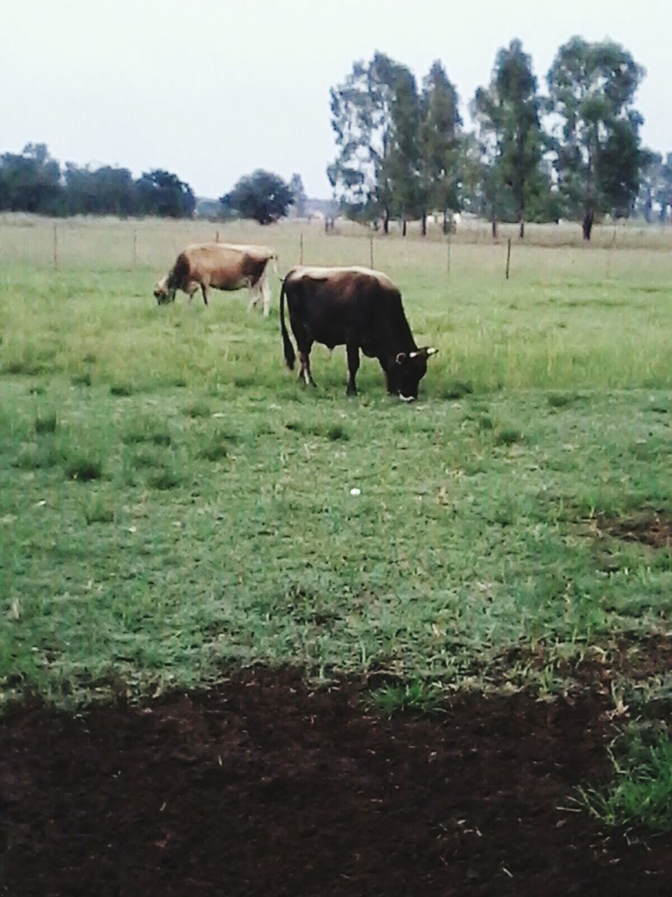 SHEEP GRAZING ON GRASSY FIELD