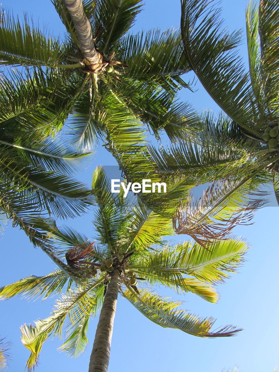 LOW ANGLE VIEW OF PALM TREE AGAINST SKY