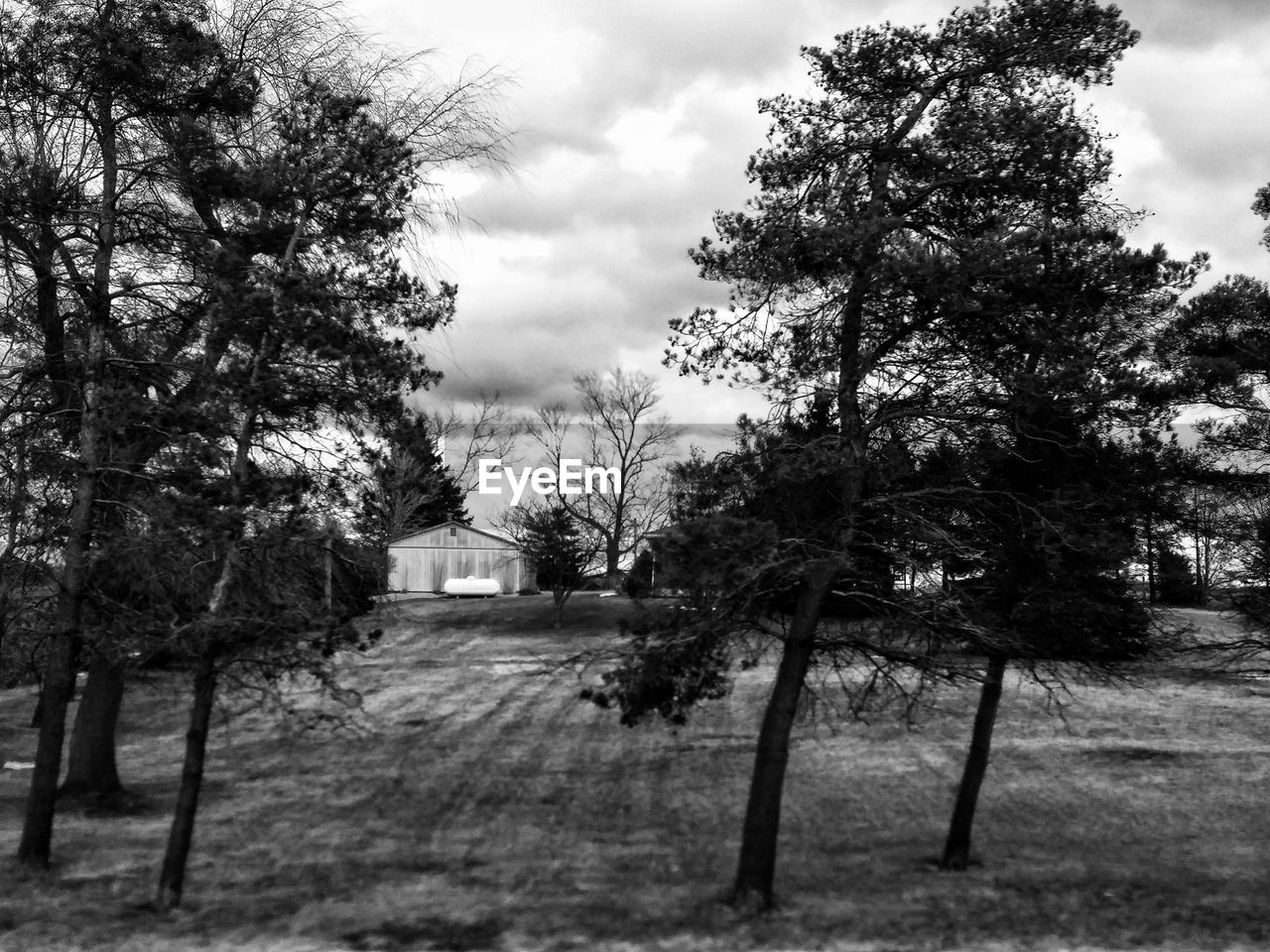 TREES AGAINST SKY