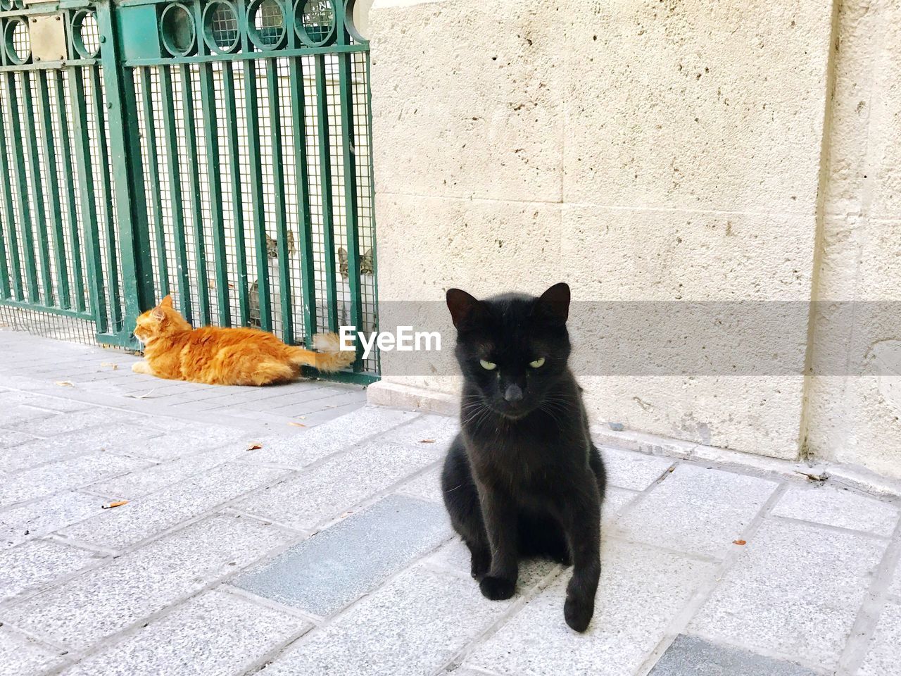 PORTRAIT OF A CAT