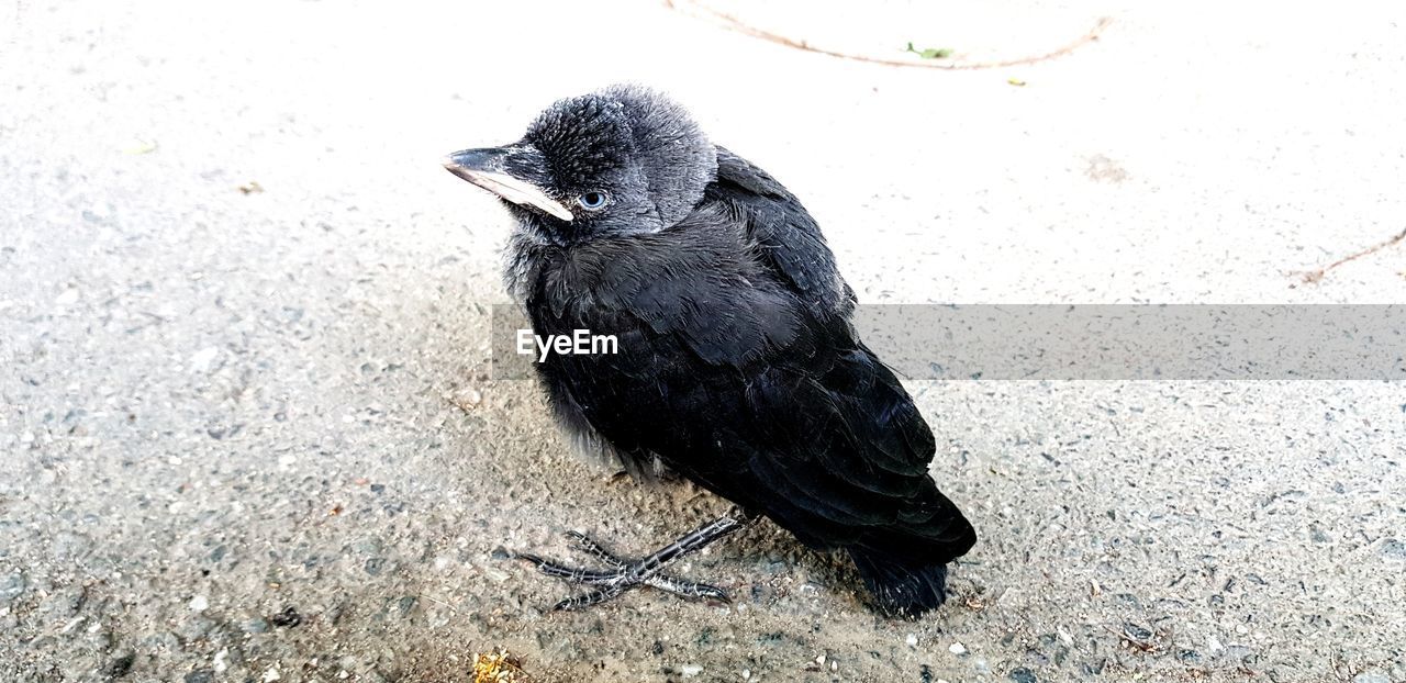 HIGH ANGLE VIEW OF BIRD PERCHING ON LAND