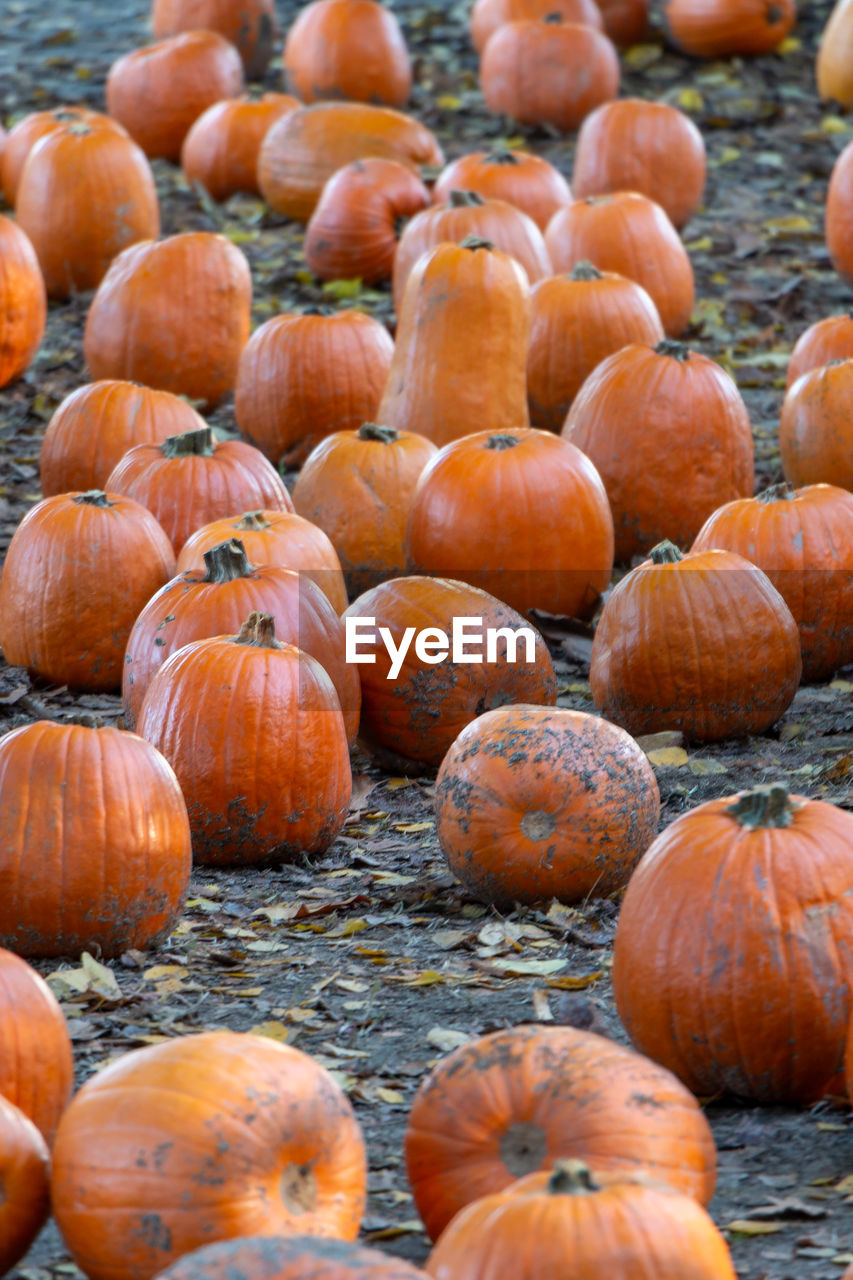 Pile of pumpkins on a farm