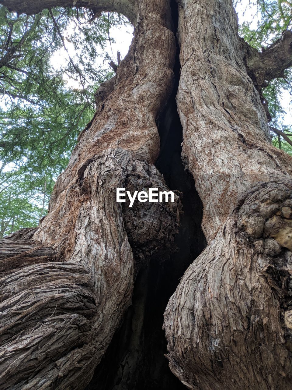 DIRECTLY BELOW SHOT OF TREE TRUNK