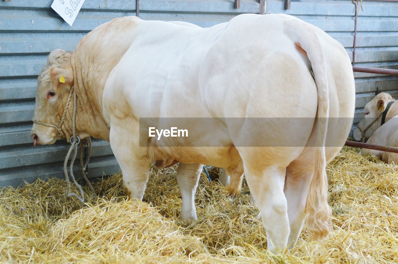 Cow standing in pen