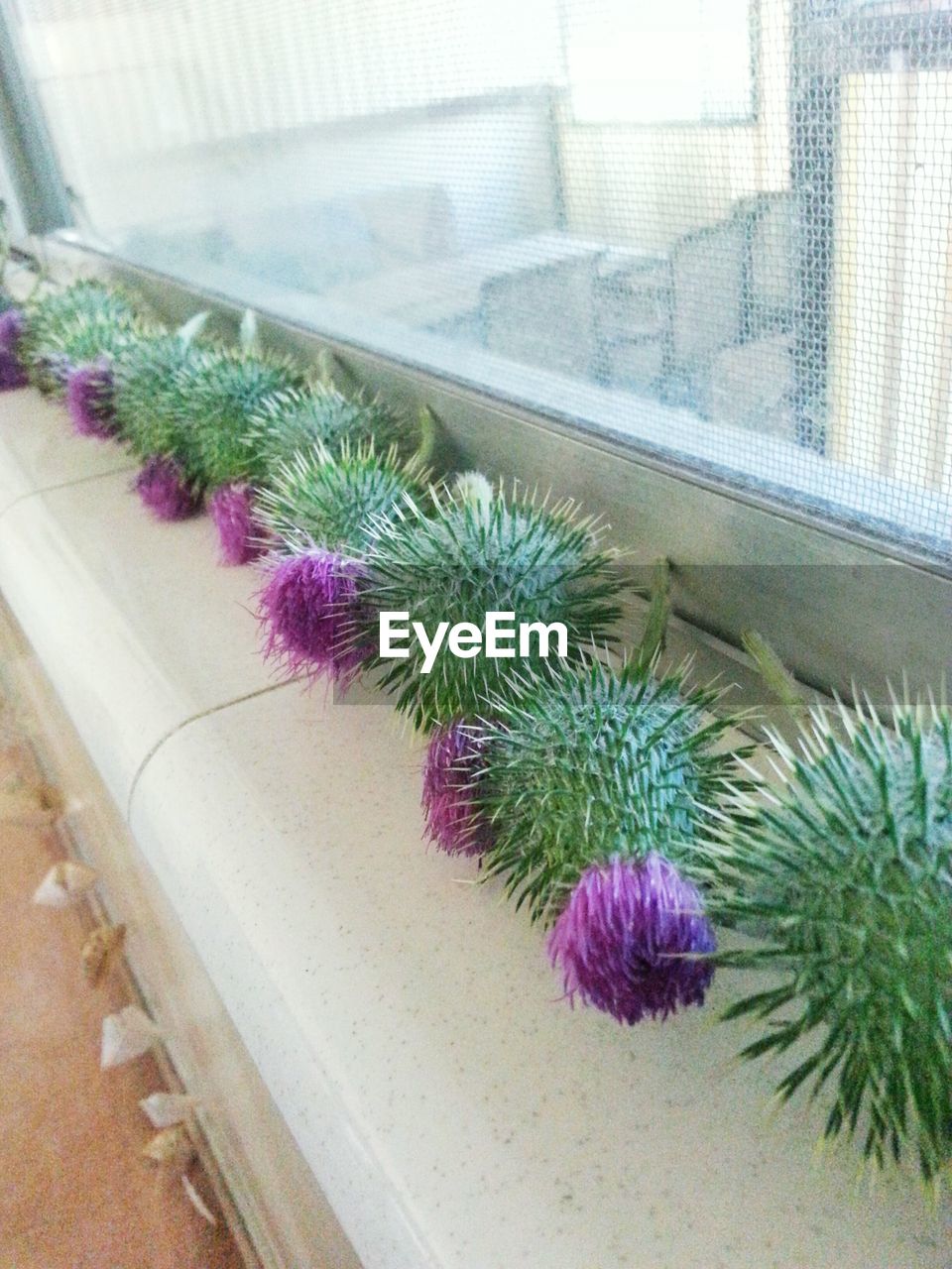 POTTED PLANTS ON THE WALL