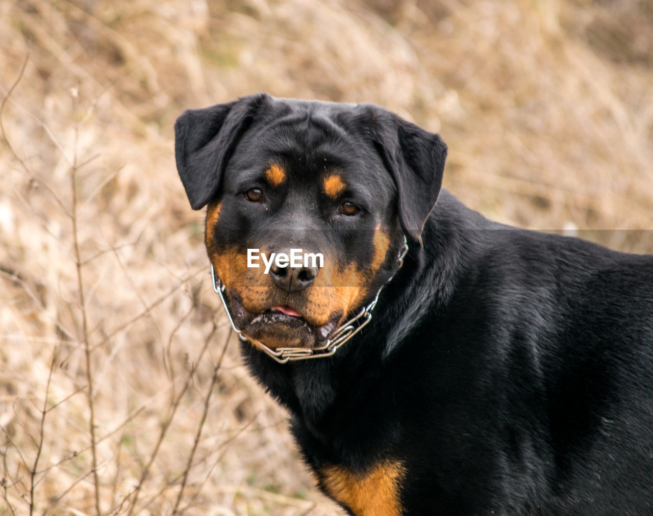 CLOSE-UP OF BLACK LABRADOR RETRIEVER