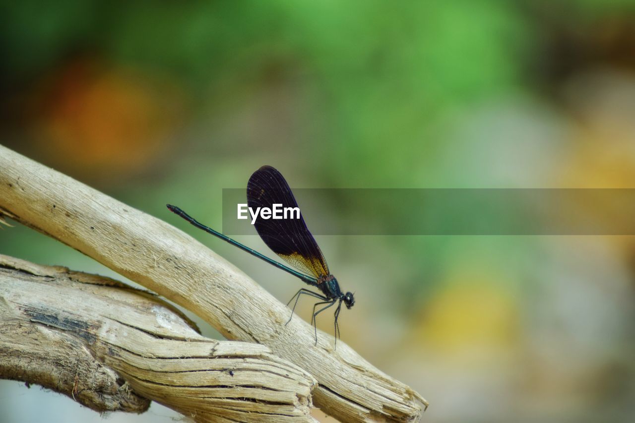 Close-up of insect on leaf dragonfly