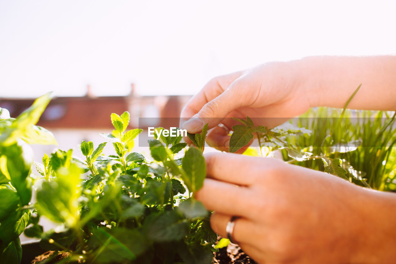 Cropped hands of woman plucking leaves from plant