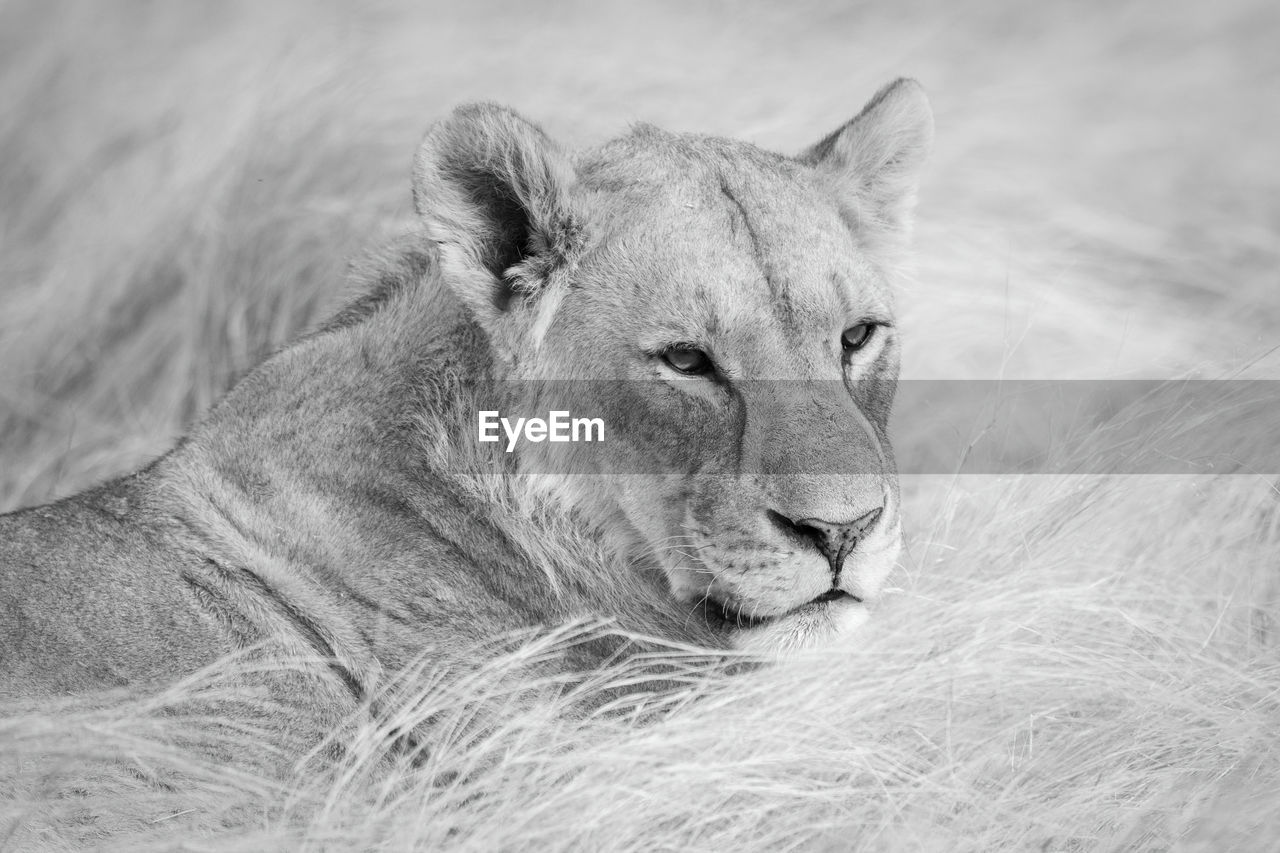 Mono close-up of lioness lying on grass