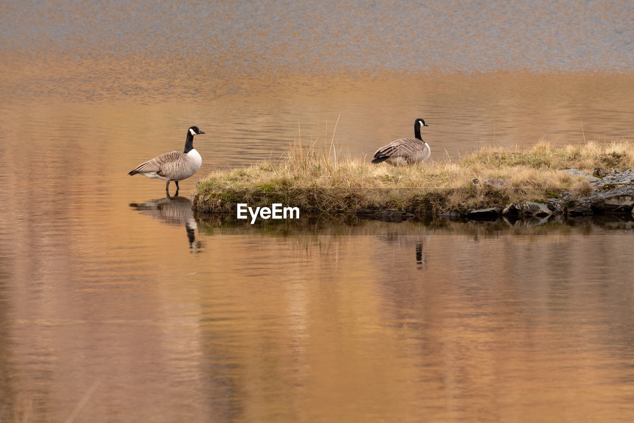 BIRDS IN LAKE