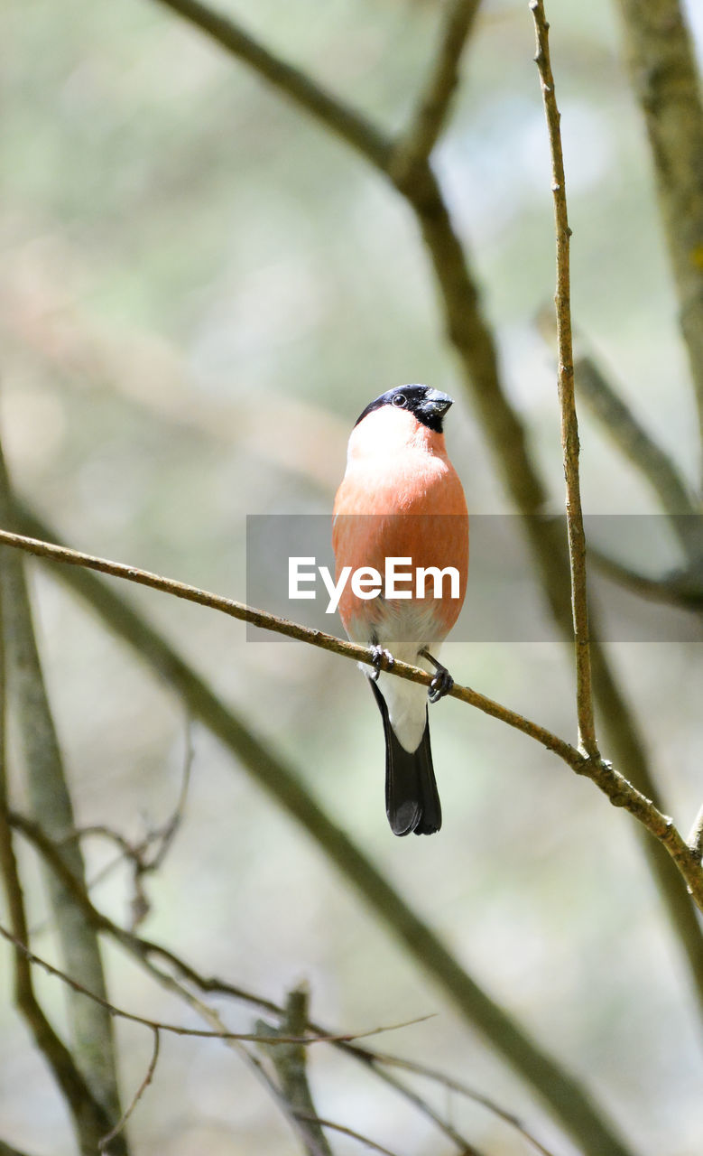 low angle view of bird perching on tree
