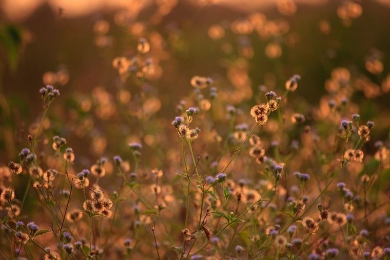 CLOSE-UP OF FLOWERS IN FIELD