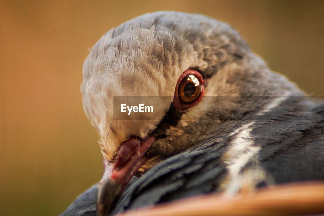 CLOSE-UP OF BIRD