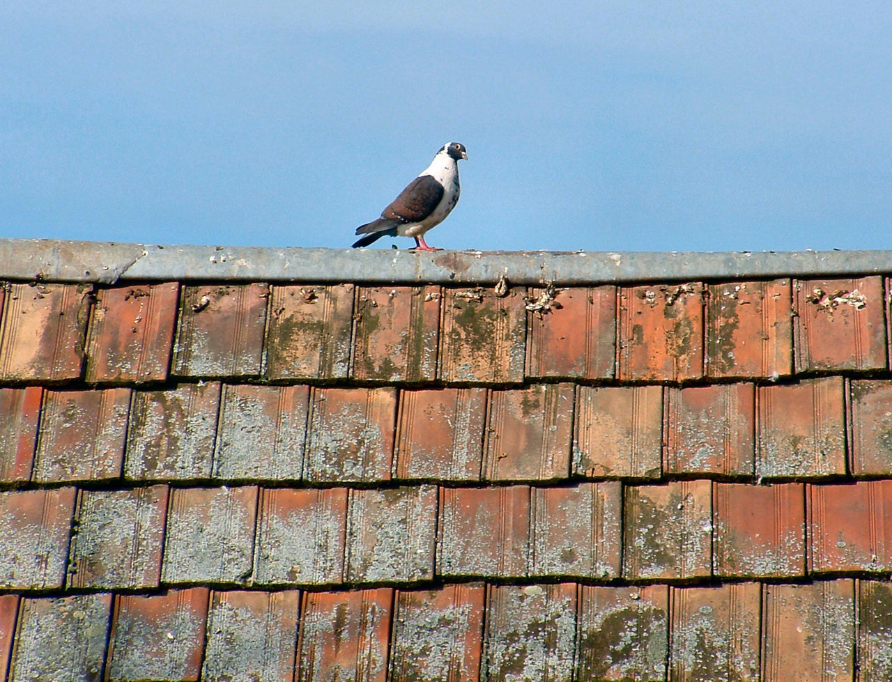 Bird perching on wall