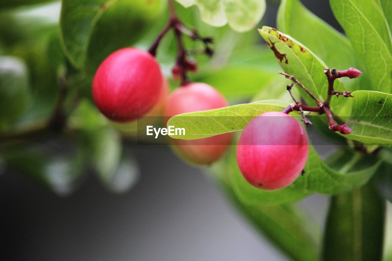 CLOSE-UP OF RED BERRIES GROWING ON TREE