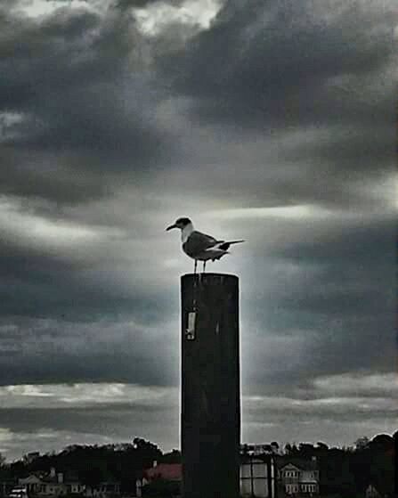 SEAGULL FLYING OVER WHITE BACKGROUND