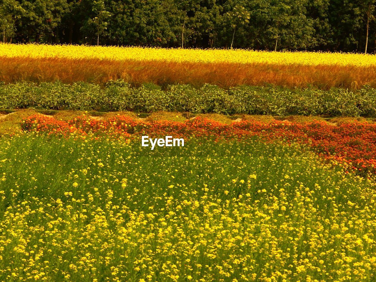 Flowering plants growing on field