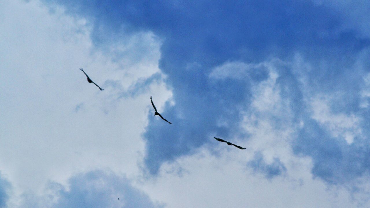 LOW ANGLE VIEW OF BIRD FLYING IN SKY