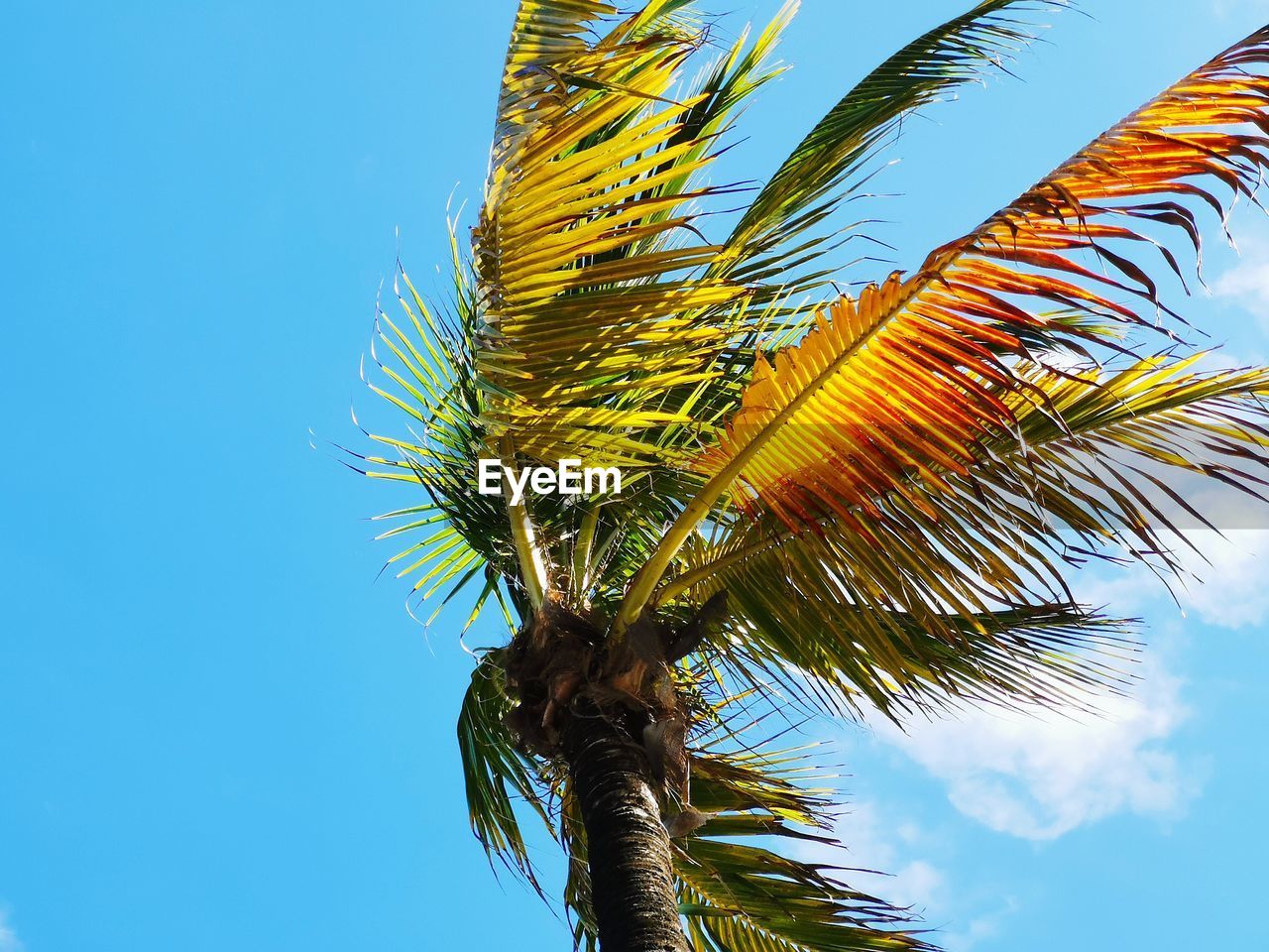 LOW ANGLE VIEW OF PALM TREE AGAINST CLEAR BLUE SKY