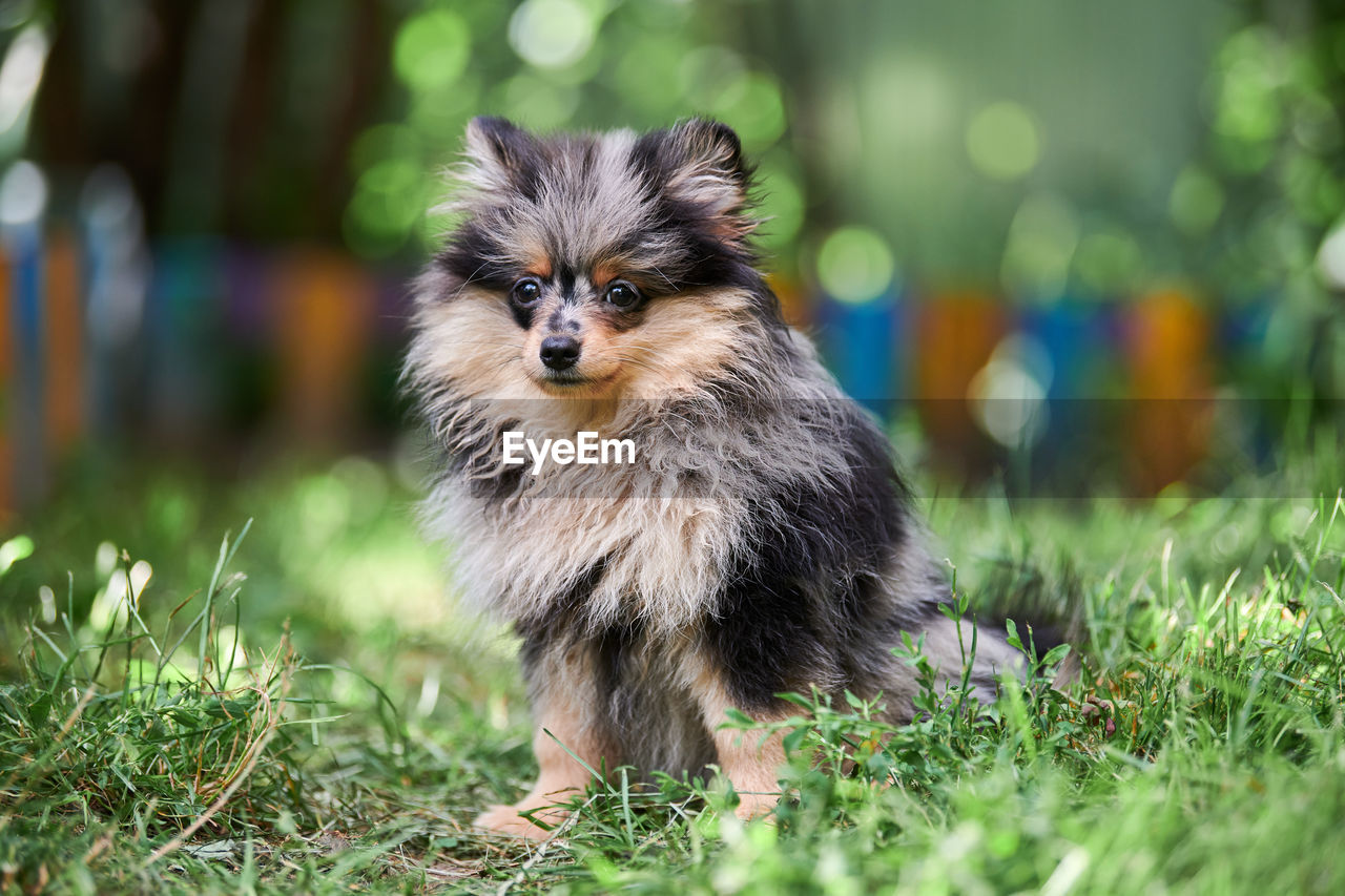 Pomeranian spitz puppy in garden. cute pomeranian dog. puppy black, gray and brown. funny spitz